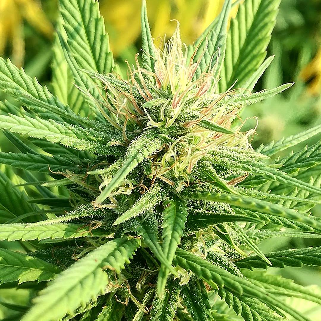 FIORI CBD 5 Grammi (anno 2024)