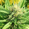 Fiori CBD Tangerine 2025 (5g) – Infiorescenze Premium Aroma Mandarino | Cascina Roncato